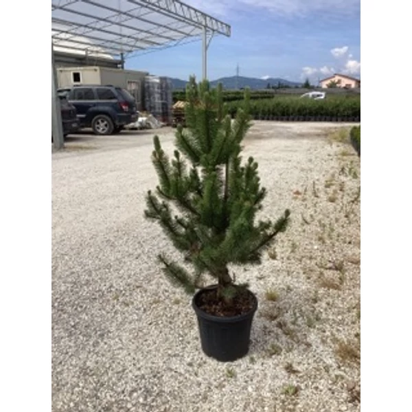 Feketefenyő    PINUS NIGRA OREGON GREEN K18