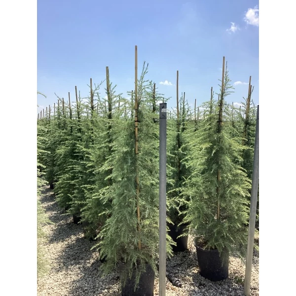 Himalájai cédrus   CEDRUS DEODARA 150/175 K25