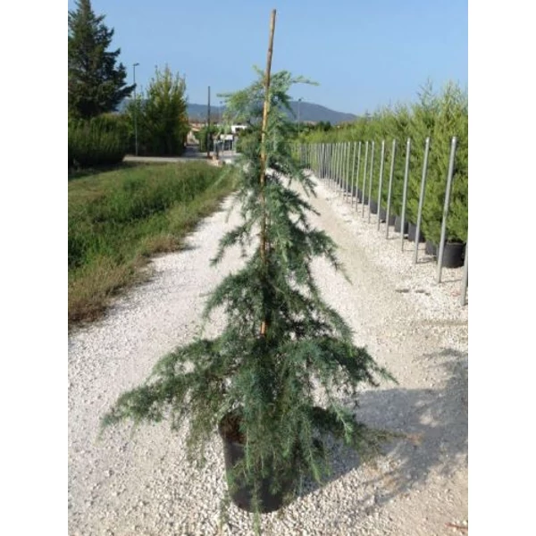 Kék terülő himalájai cédrus CEDRUS DEODARA FEELIN BLUE 125/150 K25