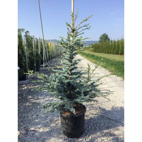 Atlasz cédrus CEDRUS ATLANTICA SILBERSPITZ 125/150 K25