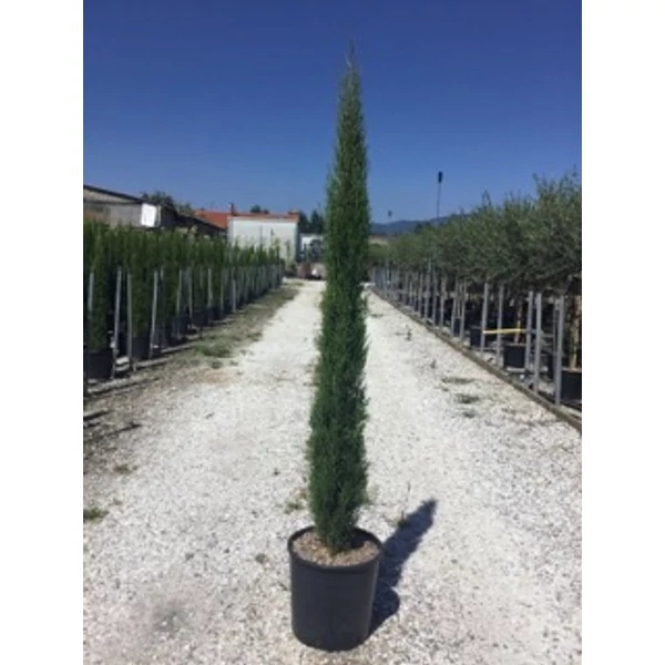 Európai ciprus   CUPRESSUS SEMPERVIRENS TOTEM 125/150 K12