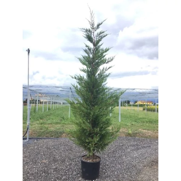 Leyland ciprus   CUPRESSOCYPARIS LEYLANDII 150/175 K15