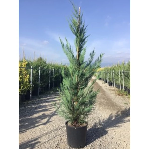 Leyland ciprus   CUPRESSOCYPARIS LEYLANDII 125/150 K10