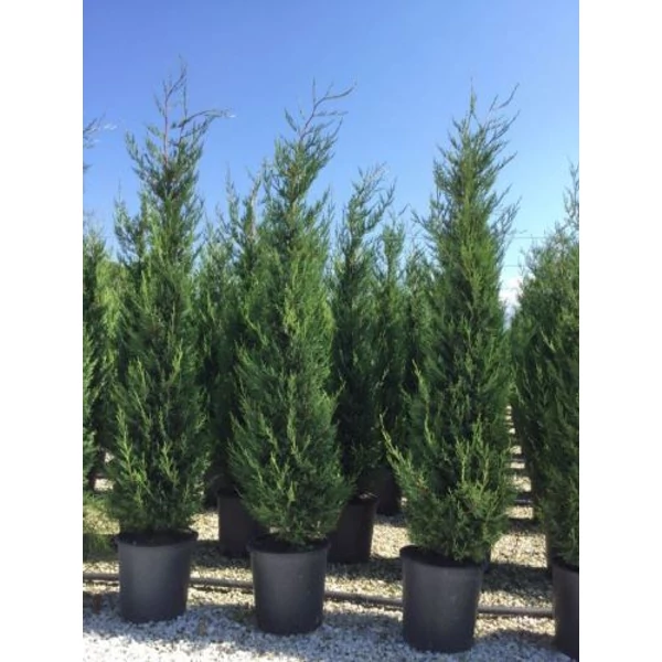 Leyland ciprus   CUPRESSOCYPARIS LEYLANDII PYRAMIDALIS 175/200 K18