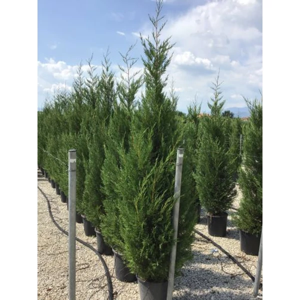 Leyland ciprus   CUPRESSOCYPARIS LEYLANDII PYRAMIDALIS 200/250 K25