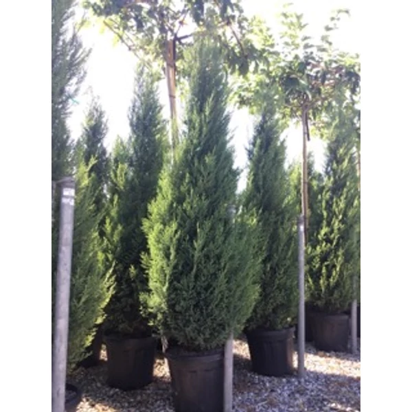 Leyland ciprus   CUPRESSOCYPARIS LEYLANDII PYRAMIDALIS 200/250 K30