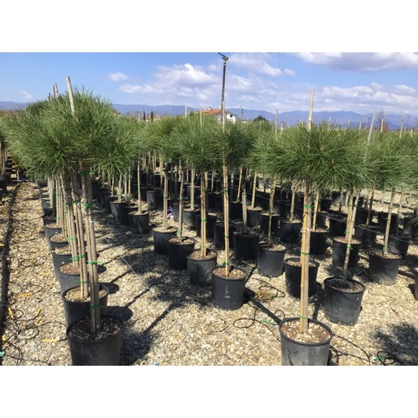 Mandulafenyő    PINUS PINEA T1/2 6/8 K15