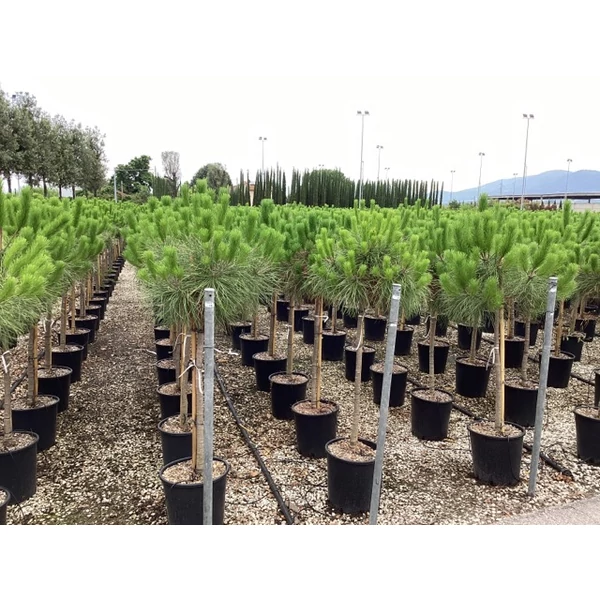 Mandulafenyő    PINUS PINEA T1/2 K25