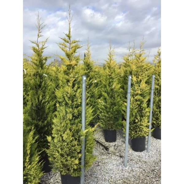 Arany lombú leyland ciprus CUPRESSOCYPARIS LEYLANDII GOLD RIDER 175/200 K25
