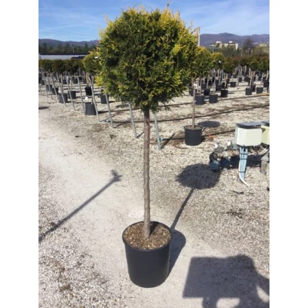 Arany lombú leyland ciprus CUPRESSOCYPARIS LEYLANDII CASTLEWELLAN GOLD T1/2 K18