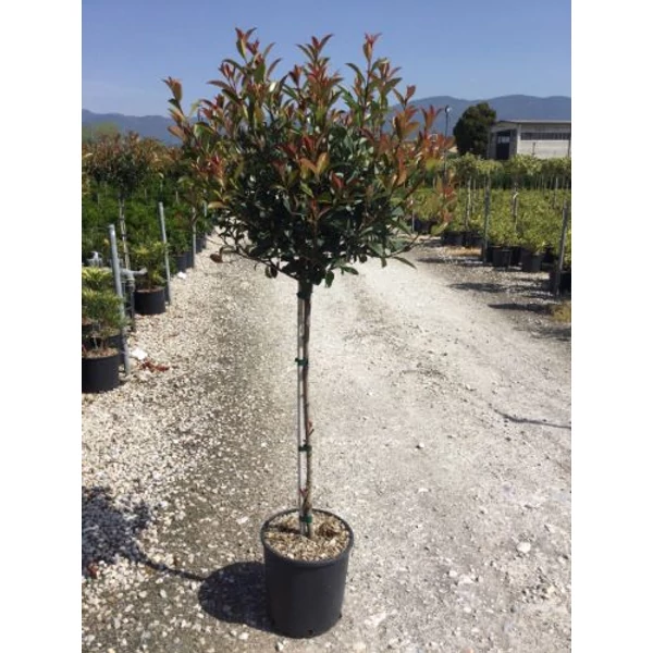 Örökzöld korallberkenye   PHOTINIA X FRASERI CARRE ROUGE T1/2 K15