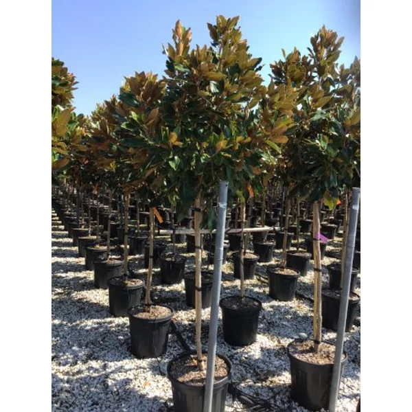 Örökzöld liliomfa   MAGNOLIA GRANDIFLORA LITTLE GEM T1/2 K25