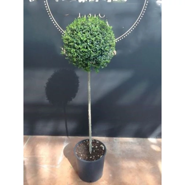 Aprólevelű fagyal LIGUSTRUM JONANDRUM T1/2 K18