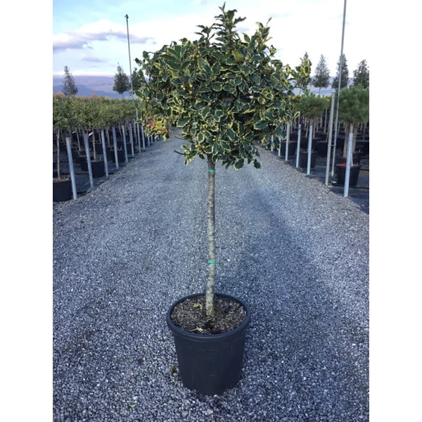 Közönséges magyal   ILEX AQUIFOLIUM ARGENTEOMARGINATA T1/2 K18