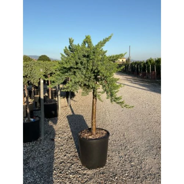 Fövenyboróka   JUNIPERUS CONFERTA BLUE PACIFIC T1/4 K18 