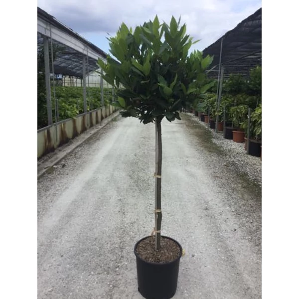 FűszerbabérLAURUS NOBILIS T1/2 K18