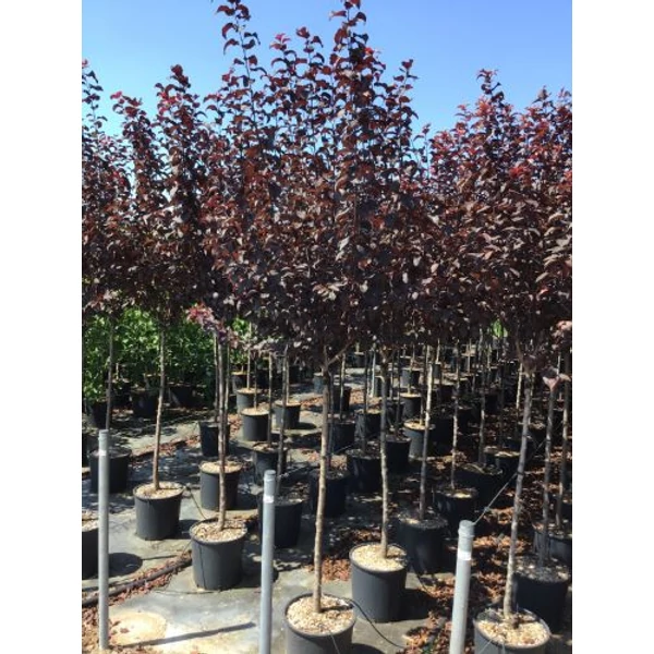 Vérszilva    PRUNUS CERASIFERA PISSARDI T1/2 K18