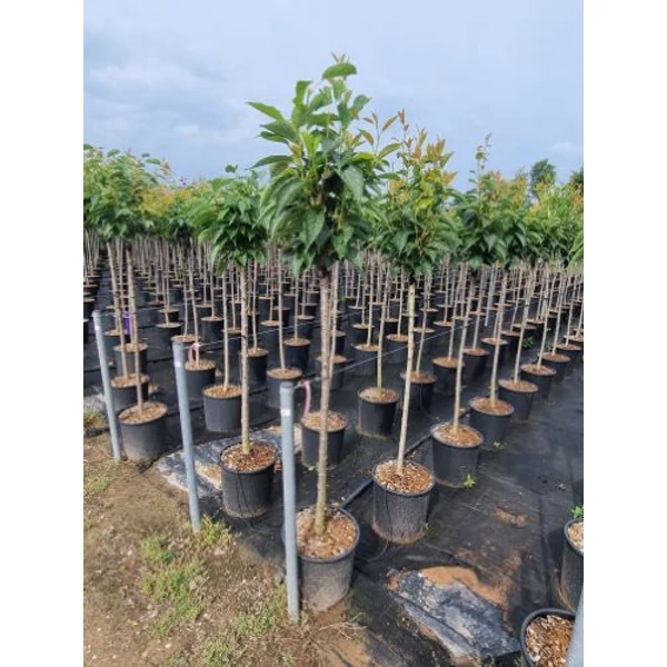 Oszlopos díszcseresznye   PRUNUS SERRULATA AMANOGAWA T1/2 K18