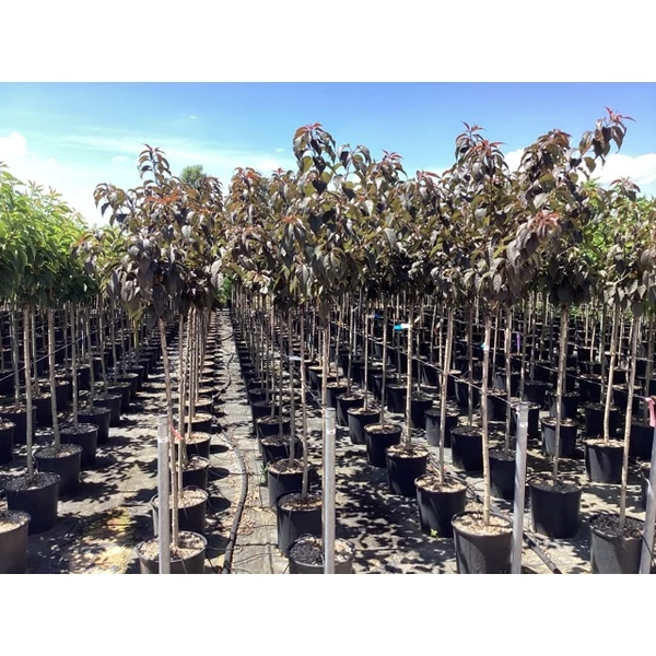 Vöröslevelű díszcseresznye  PRUNUS SERRULATA ROYAL BURGUNDY T1/2 K18