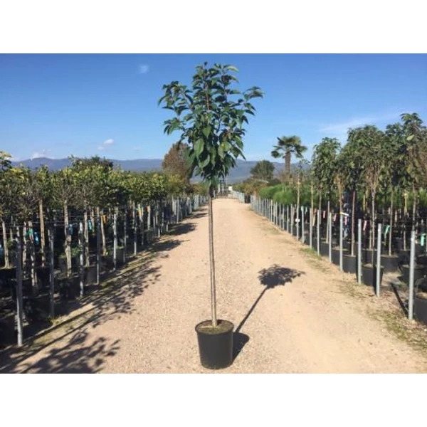 Japán díszcseresznye   PRUNUS SERRULATA KANZAN T1/2 K18
