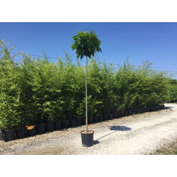 Gömb szivarfa   CATALPA BIGNONIOIDES NANA T200 8/10 K18