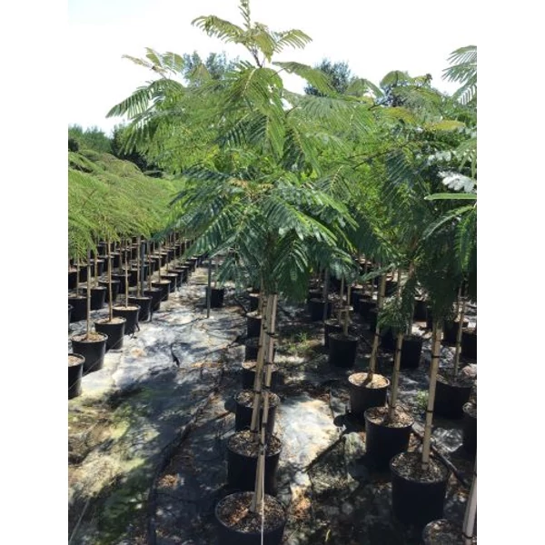 Selyemakác ALBIZIA JULIBRISSIN OMBRELLA T1/2 K18