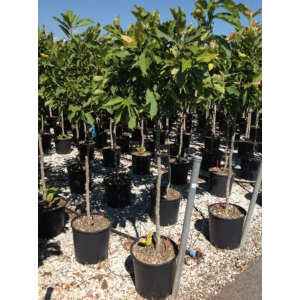 Liliomfa    MAGNOLIA SUSAN T1/2 K18