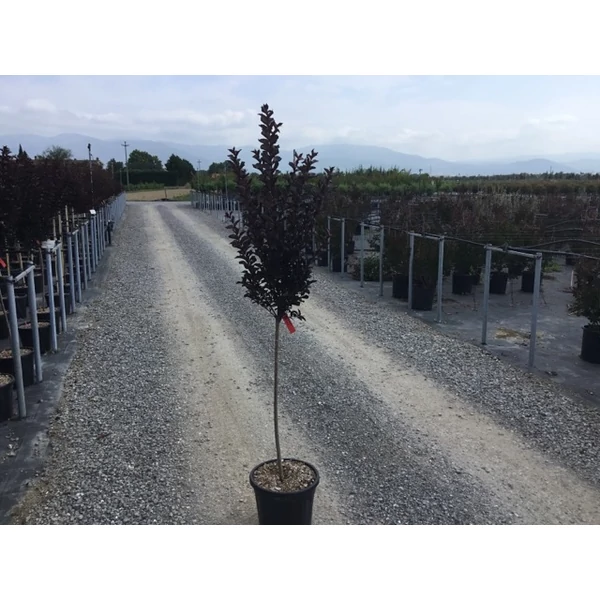 Kínai selyemmirtusz   LAGERSTROEMIA BLACK DIAMOND BEST RED T1/2 K15