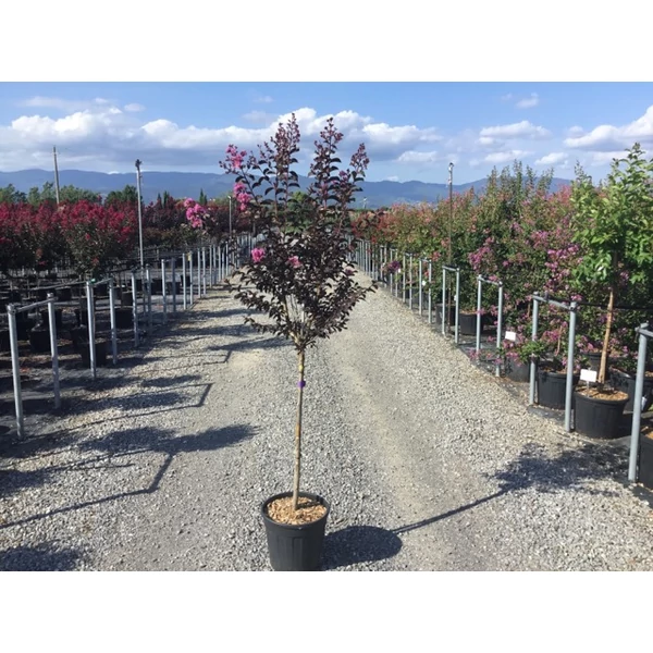 Kínai selyemmirtusz   LAGERSTROEMIA BLACK DIAMOND LAVANDER LACE T1/2 K15