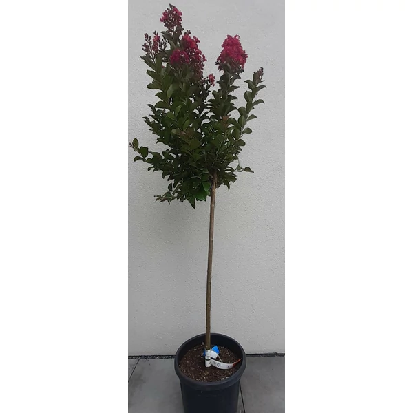 Kínai selyemmirtusz   LAGERSTROEMIA INDICA BERRY DAZZLER T1/2 K15