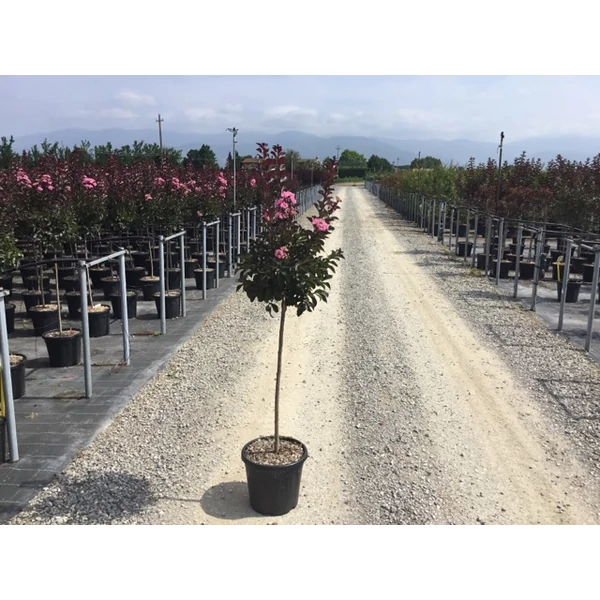 Kínai selyemmirtusz   LAGERSTROEMIA INDICA RHAPSODY IN PINK T1/2 K15