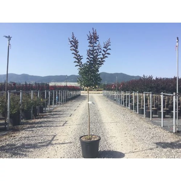 Kínai selyemmirtusz   LAGERSTROEMIA INDICA BURGUNDY COTTON T1/2 K15
