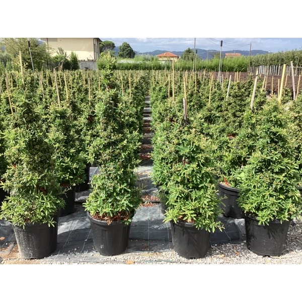 Tűztövis    PYRACANTHA NAVAHO KÚP K15