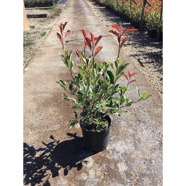 Örökzöld korallberkenye  PHOTINIA FRASERI PINK MARBLE K10