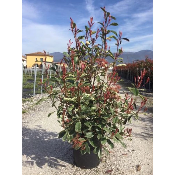 Örökzöld korallberkenye  PHOTINIA FRASERI PINK MARBLE 100/125 K18