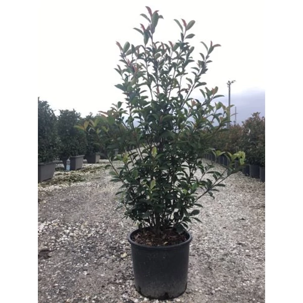 Örökzöld korallberkenye  PHOTINIA X FRASERI CARRE ROUGE 100/125 K15