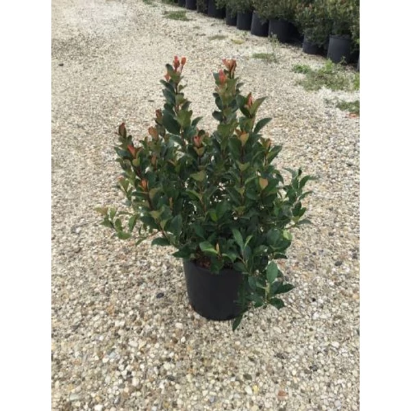 Örökzöld korallberkenye  PHOTINIA FRASERI LITTLE RED ROBIN K10