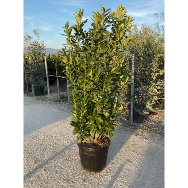 Oszlopos babérmeggy   PRUNUS LAUROCERASUS GENOLIA 200/250 K45