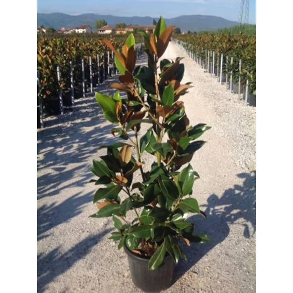 Örökzöld liliomfa   MAGNOLIA GRANDIFLORA GALLISONIENSIS 125/150 K25