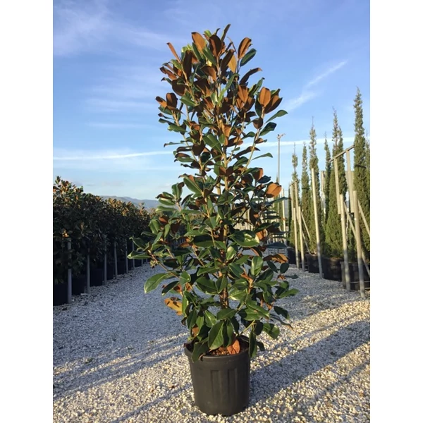 Örökzöld liliomfa   MAGNOLIA GRANDIFLORA GALLISONIENSIS PRAECOX 125/150 K25