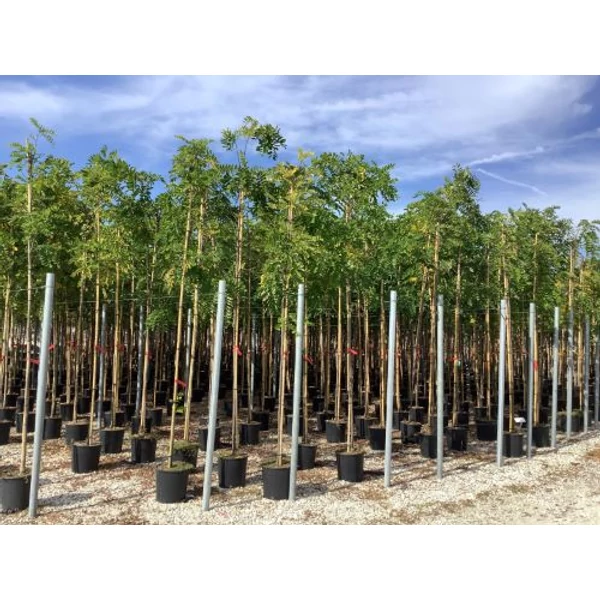 Gömbakác    ROBINIA PSEUDOACACIA CASQUE ROUGE T200 8/10 K18