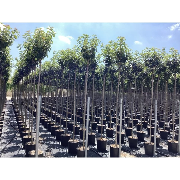 Japán díszcseresznye   PRUNUS SERRULATA KANZAN T200 8/10 K18