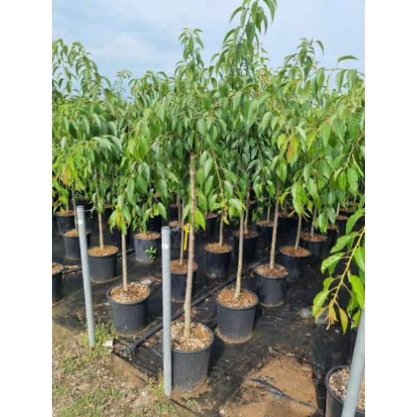 Csüngő díszcseresznye   PRUNUS SERRULATA KIKU SHIDARE ZAKURA T200 8/10 K18