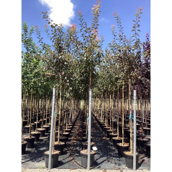 Díszalma  MALUS COCCINELLA COURTAROU T200 10/12 K30