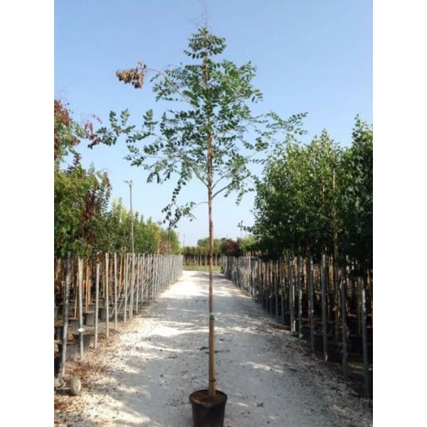 Bugás csőrgőfa KOELREUTERIA PANICULATA FASTIGIATA T200 10/12 K30