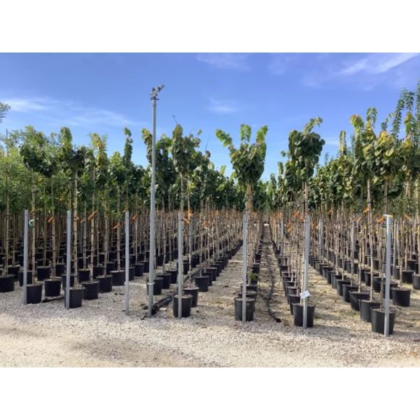 Kínai júdásfa   CERCIS CHINENSIS AVONDALE T200 6/8 K18