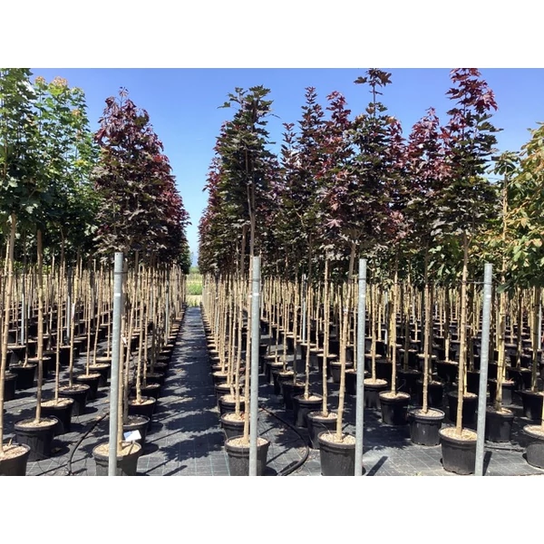 Vöröslevelű oszlopos juhar  ACER PLATANOIDES CRIMSON SENTRY T200 10/12 K30