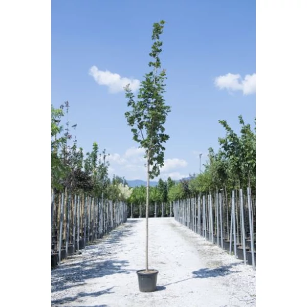 Korai juhar   ACER PLATANOIDES CLEVELAND T200 10/12 K30