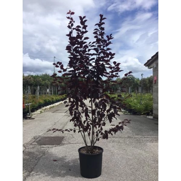 Vérszilva    PRUNUS CERASIFERA PISSARDI 150/175 K15