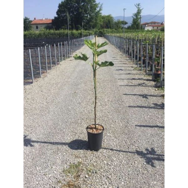 Füge FICUS CARICA BROWN TURKEY T1/2 K6